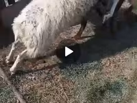 نعجة, الأغنام — الصورة 1