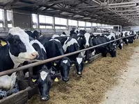 Vaca, Raza Holstein — foto 4