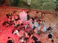 Ducks — photo 7