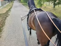 Kobyła, Nonius horse — zdjęcie 2