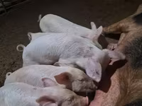 Boar, Pigs — photo 2