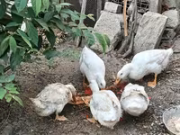 Ducks — Foto 2