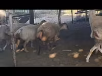 Sheep, Sheep — photo 3