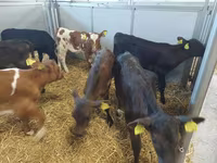 母牛, Simmental cattle — 照片 3