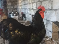 Chickens — photo 1
