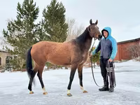 Kobyła, Akhal-Teke — zdjęcie 2