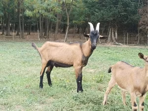 Bode, Alpine goat