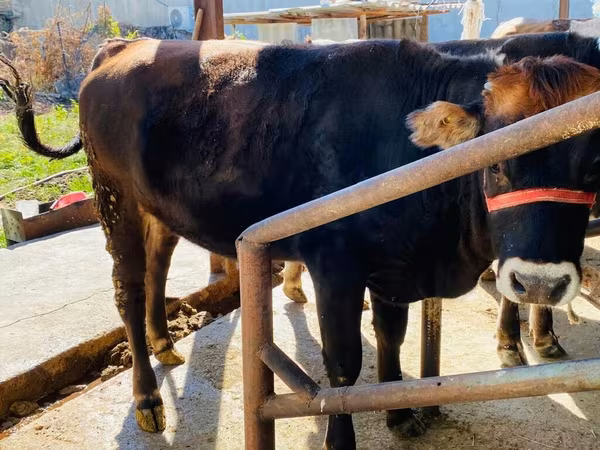 Бик, Swiss cattle