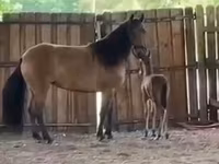 Kobyła, Paso Fino — zdjęcie 4