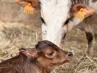 Touro, Zebu — foto 1