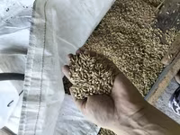 Arpa toxumu – xırda heyvandarlıq və əkiniş üçün Məhsul təsviri: - — Foto 4