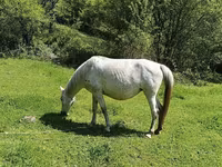Mare, Horses — photo 1