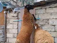نعجة, الأغنام — الصورة 2