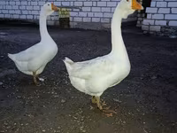 Geese — foto 2