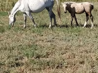 Kobyła, Percheron — zdjęcie 1