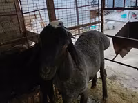 Carneiro, Blackheaded Persian sheep — foto 4