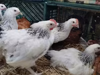 Chickens — 4-rasm