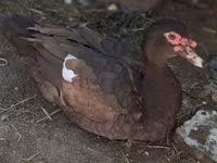 Ducks — photo 7