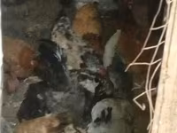 Chickens — 照片 2