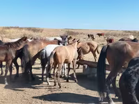 At, Mugalzhar horse — foto 3