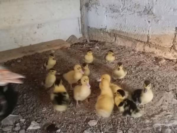 Ducks