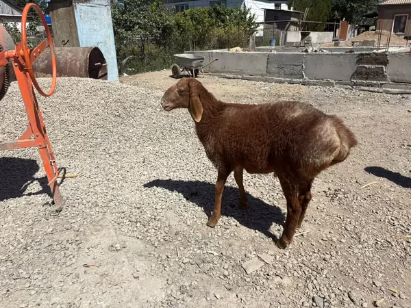 Keçi, Keçilər