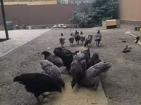 أوسترالورب — الصورة 5