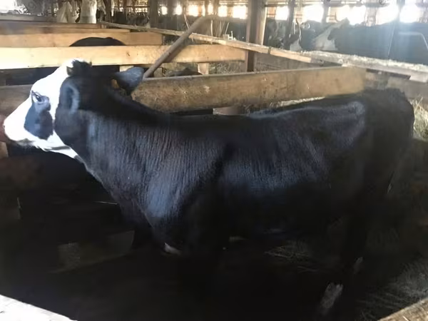 İnək, Yaroslavl cattle