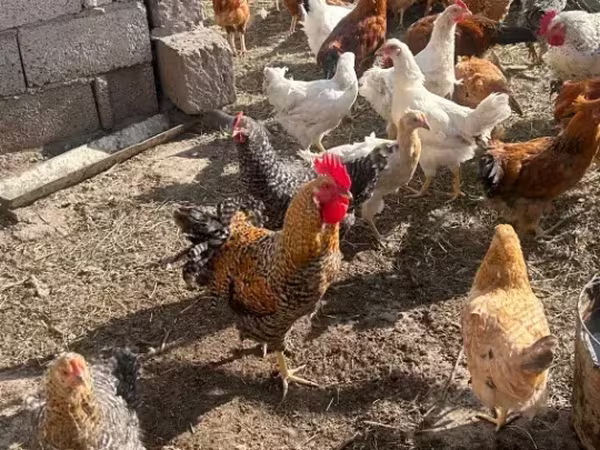 Chickens — أرمينيا