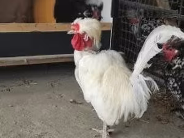 Голландская чёрная белохохлая
