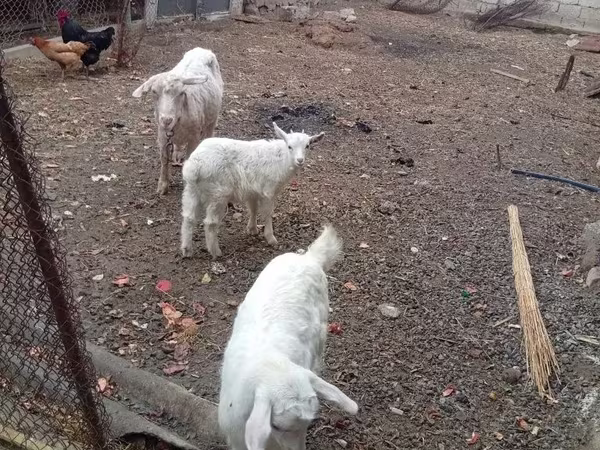 Коза, Козлы