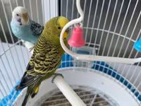 2 ədəd papuqay SATILIR! Quşlar (mavi və yaşıl) aktiv və sağlamdırlar — фото 5