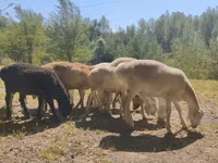 Widder, Afghan Arabi sheep — Foto 4
