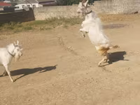 Goats (batch, sex not specified), Goats — photo 2