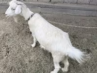 Goat, Goats — photo 1