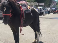 Caballo, Shetland Pony — foto 5