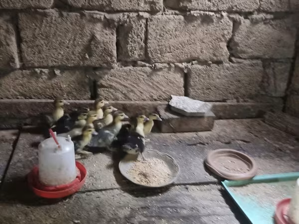 Ducks — Azerbaijan