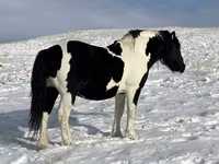 Caballo, Mugalzhar horse — foto 1
