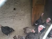 Turkeys — الصورة 2