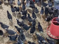 Chickens — foto 3