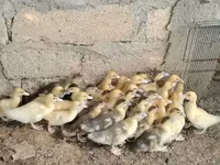 Ducks — photo 4