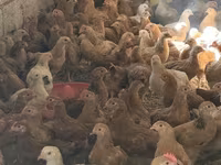 Chickens — photo 1