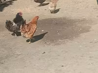Chickens — foto 1