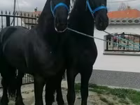 Ат, Фриз породу — сүрөт 2