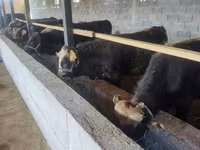 Bull, Cattle — photo 3