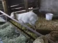 Billy Goat, Goats — photo 4