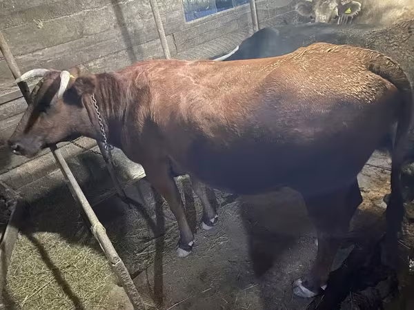 Krowa, Swiss cattle