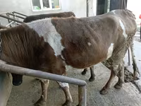 Krava, Simmental cattle — foto 1