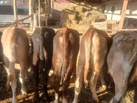 İnək, Broun-dağ — foto 4