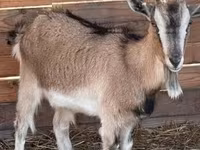 Koza, West African dwarf goats — foto 2
